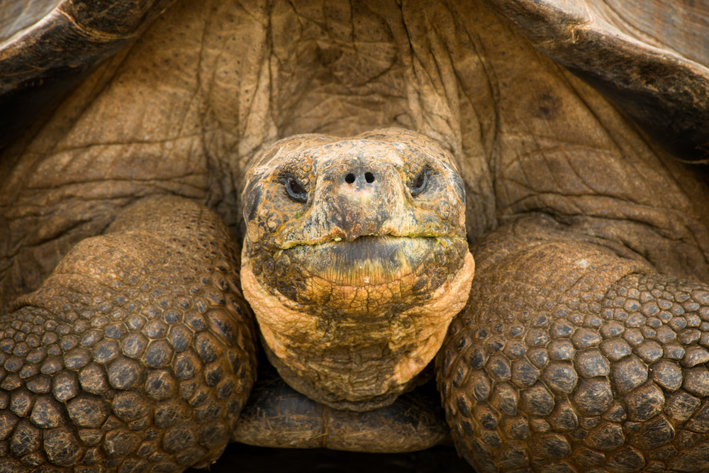 Giant Tortoise Close-up