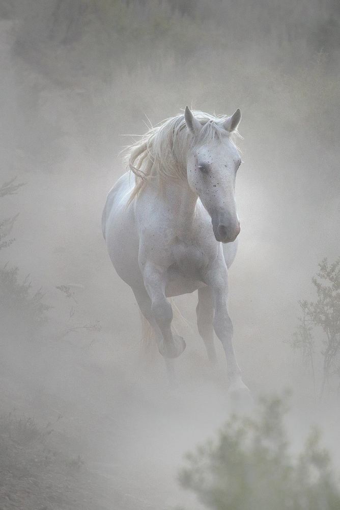 0078 Wild Mustang Photography Art | Cunningham Gallery