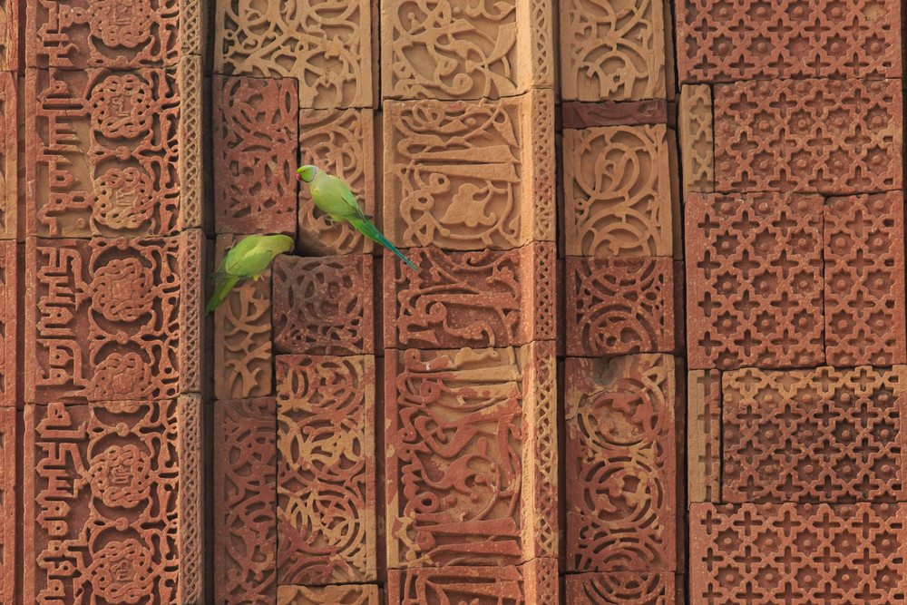 parakeets agra india