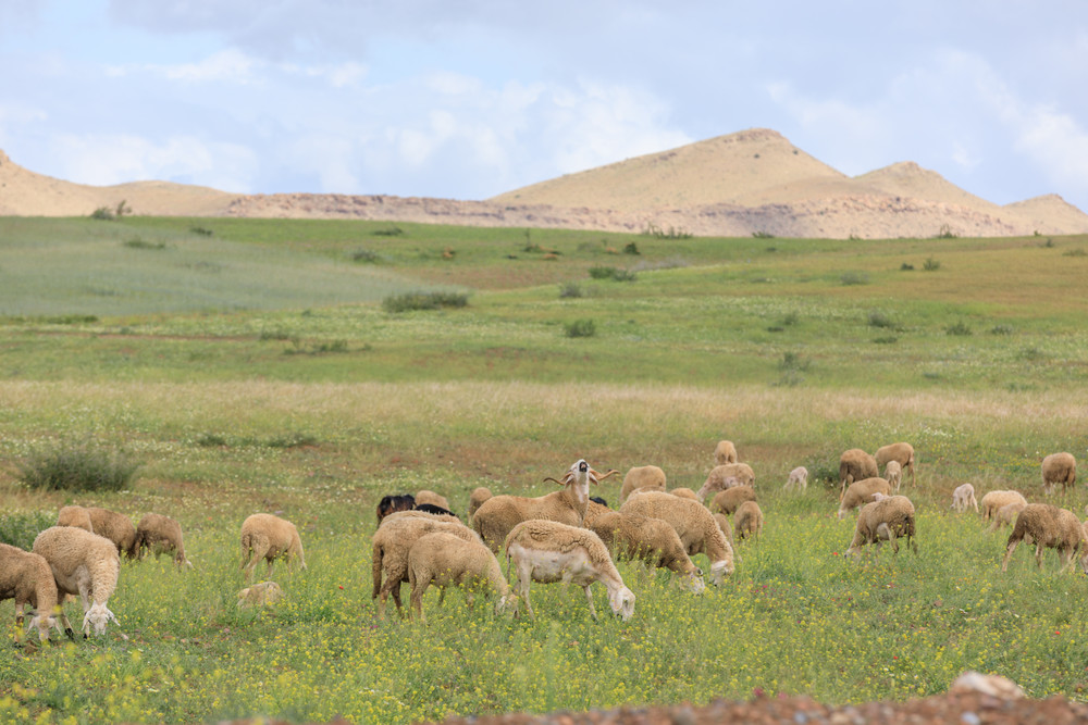 flock of sheep Morocco