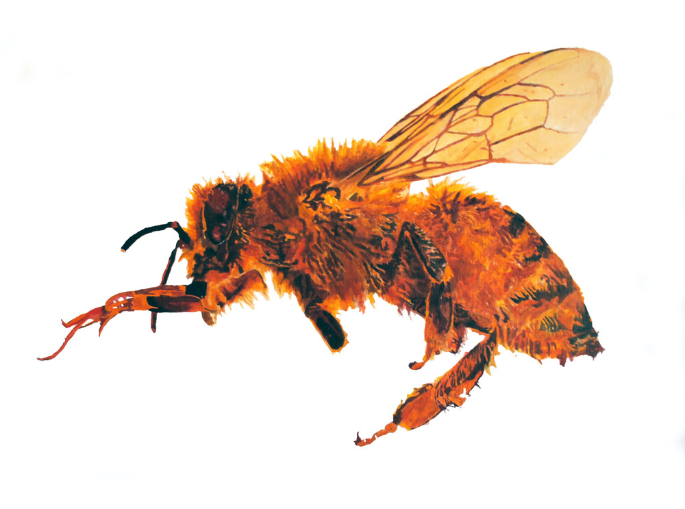 honey bee, bee, pollinator, insect