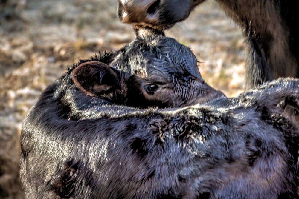 Newborn Calf Horizontal Photography Art | Fine Art From Nature