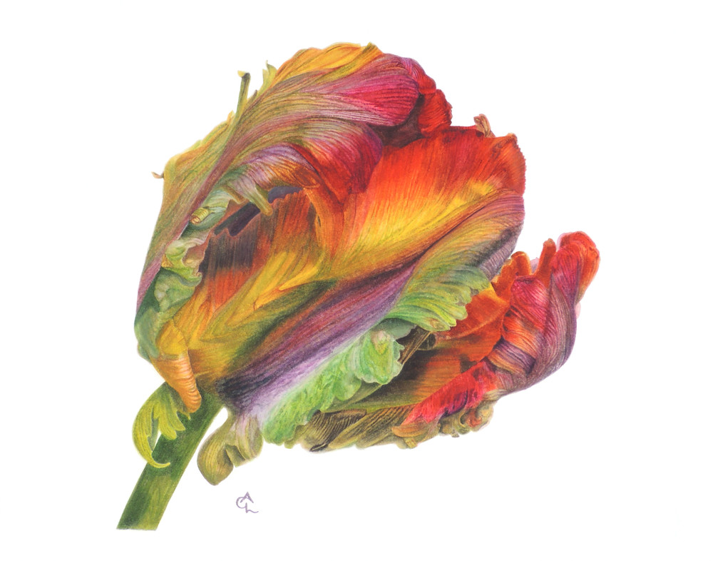 Parrot Tulip   "New Earth Prayer" Art | Gossamer Lane Fine Art