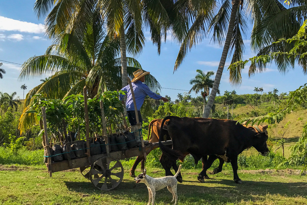 Cuban Mango Farmer  Photography Art | Alex Neuschaefer Photography