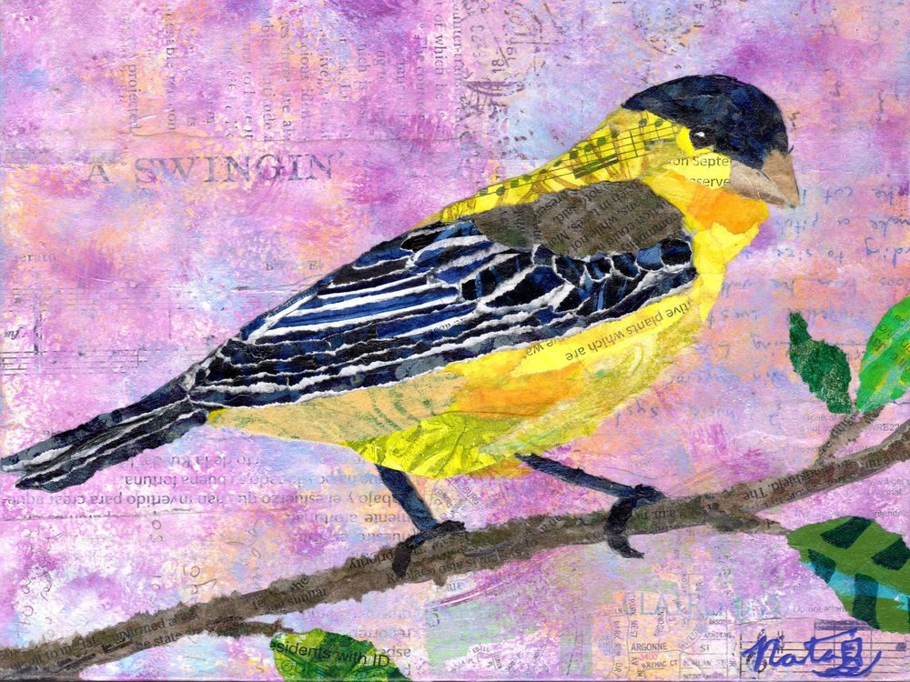 Backyard Birds: Mr. Lesser Goldfinch Art | Poppyfish Studio
