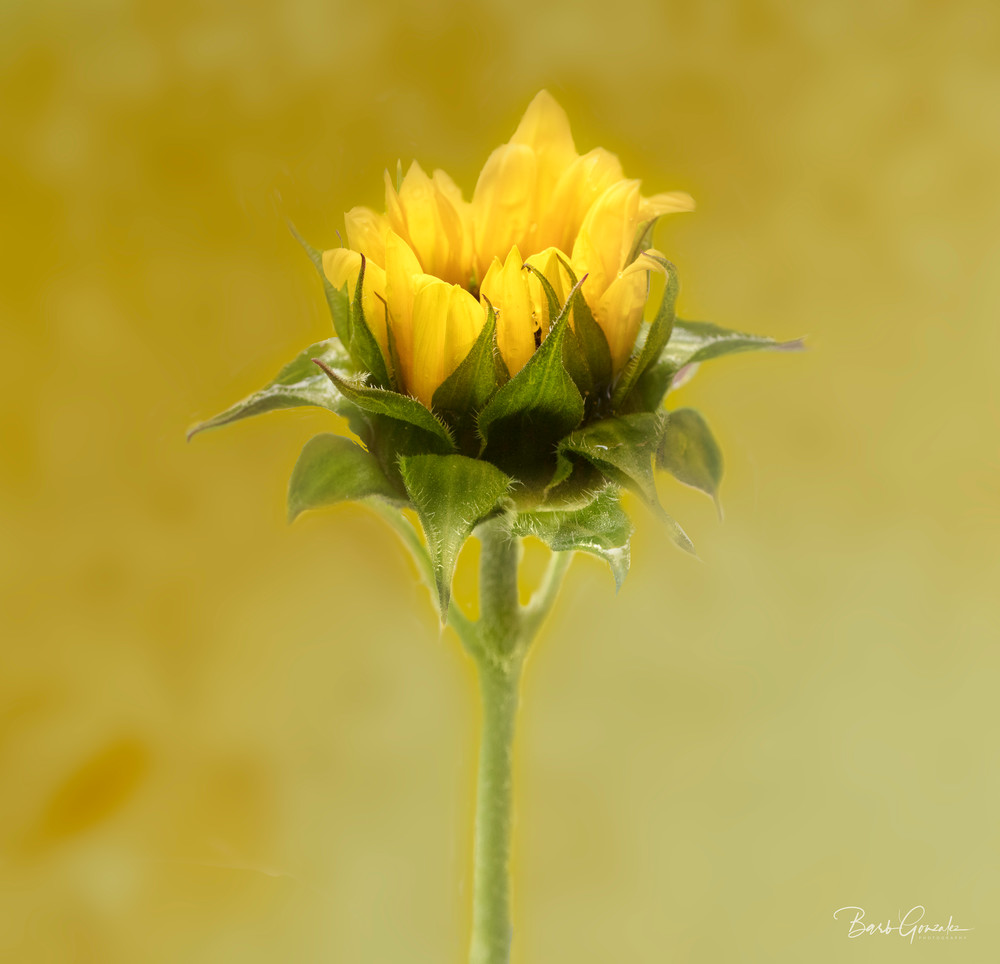 Sunflower Bud Square Photography Art | Barb Gonzalez Photography