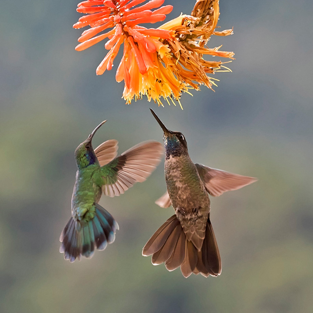2 Hummingbirds