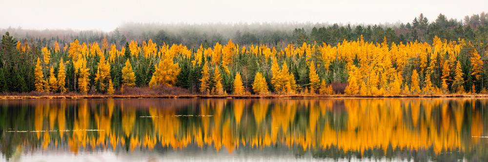 Tamaracks Trees Panoramic Photography Art | Kurt Gardner Photography Gallery