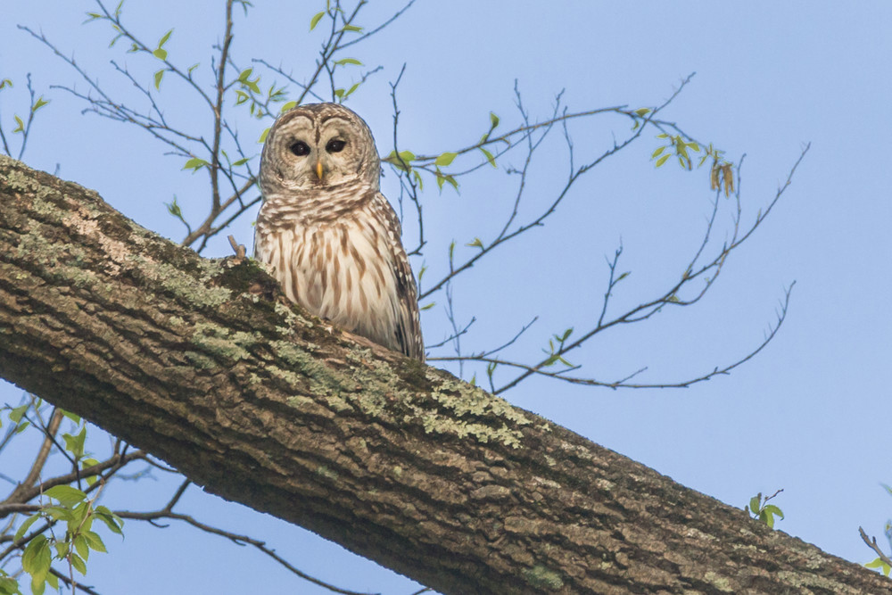 Barred Owl In Wilton, Ct Photography Art | Melani Lust Photography