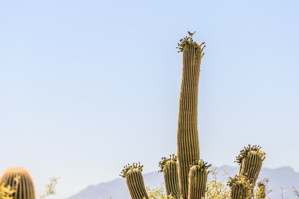 cactus wren arizona