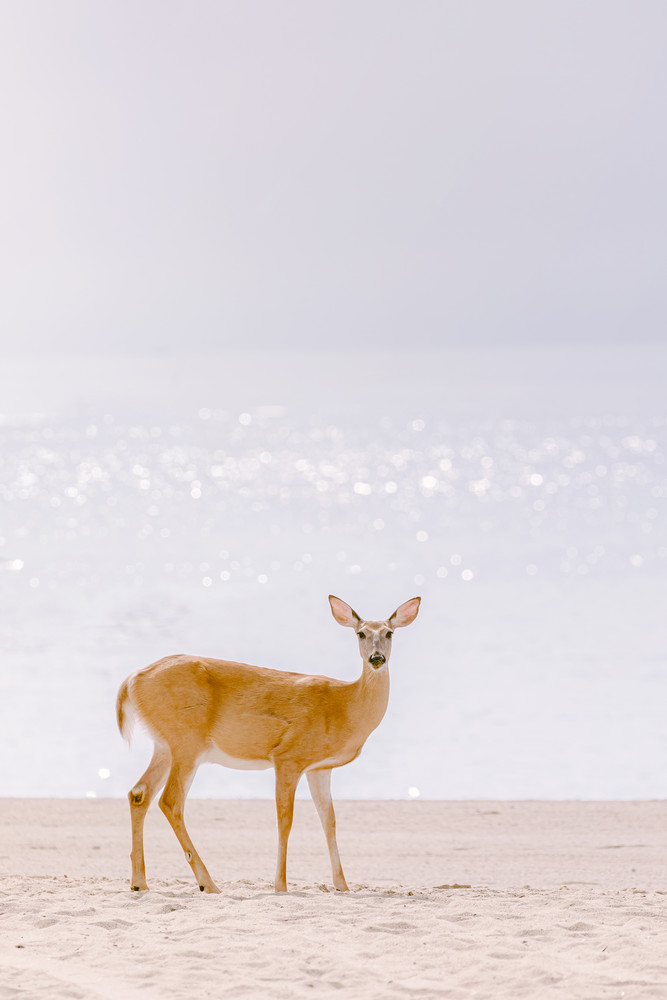 deer beach vertical