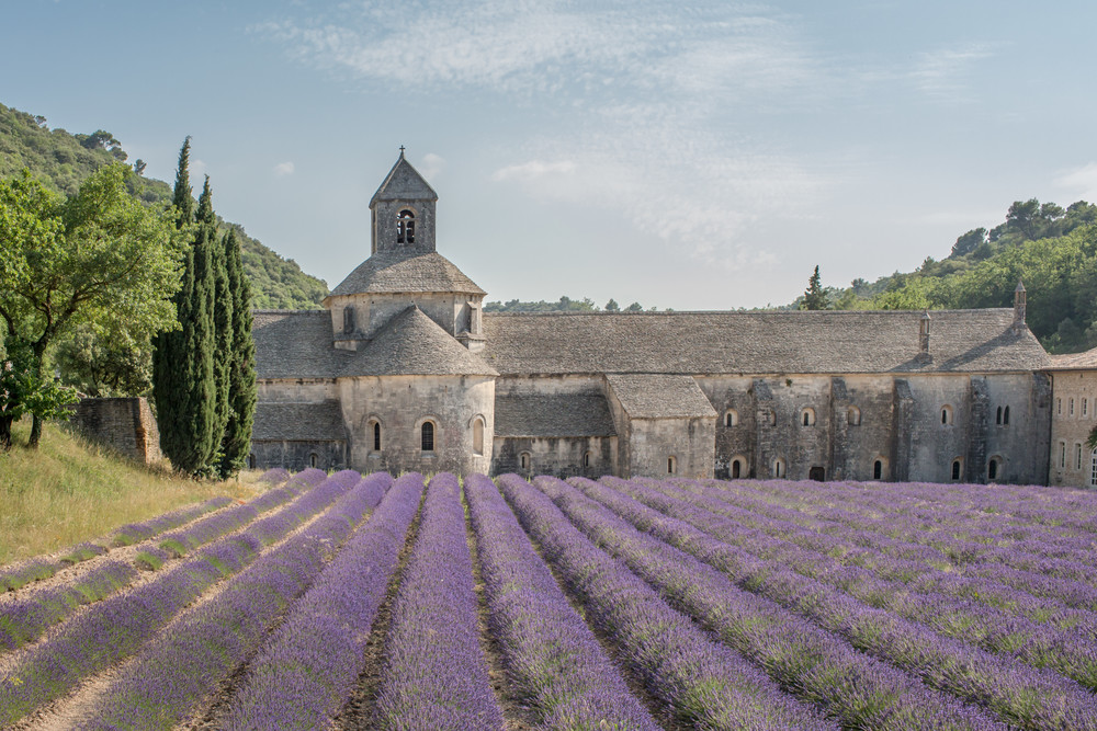 senanque abbey lavender