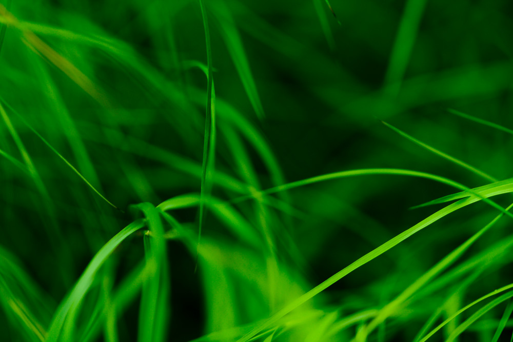Grass Like Lines  Photography Art | Carol's Little World