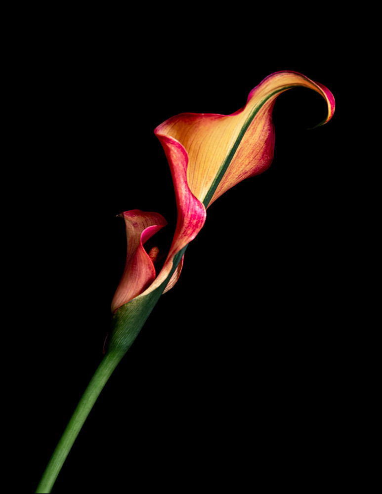 Calla Ablaze   Back Photography Art | Sheryl's Virtual Garden