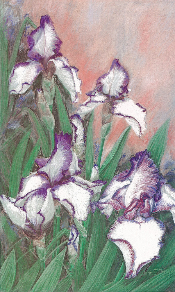Rare Dark Purple and White Bearded Iris Pastel by Donna D Turgeon