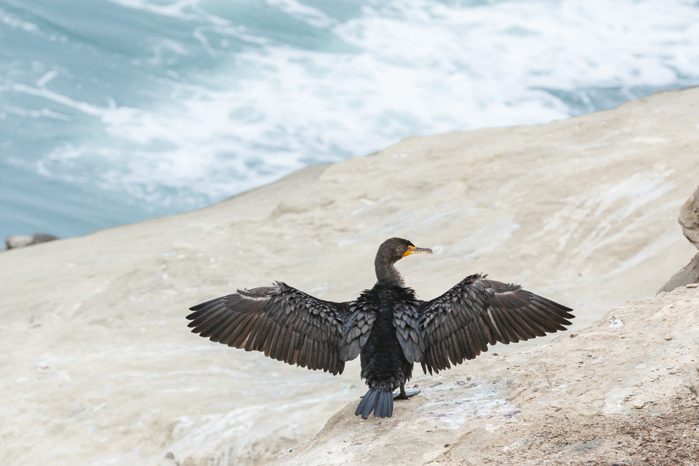 Double Crested Cormorant In La Jolla, Ca Photography Art | Melani Lust Photography