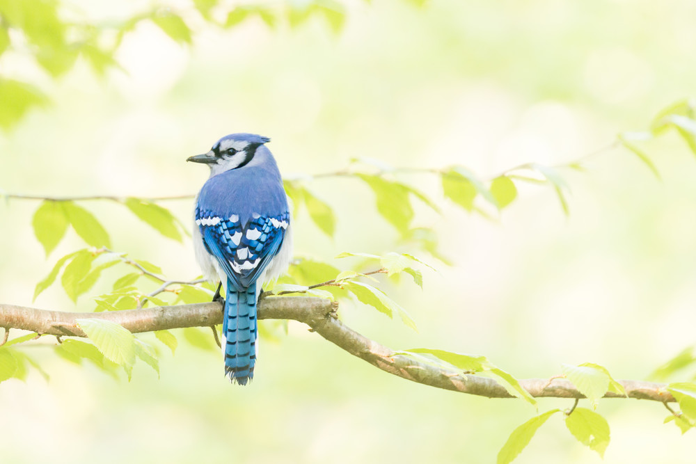 Blue Jay In Spring Photography Art | Melani Lust Photography