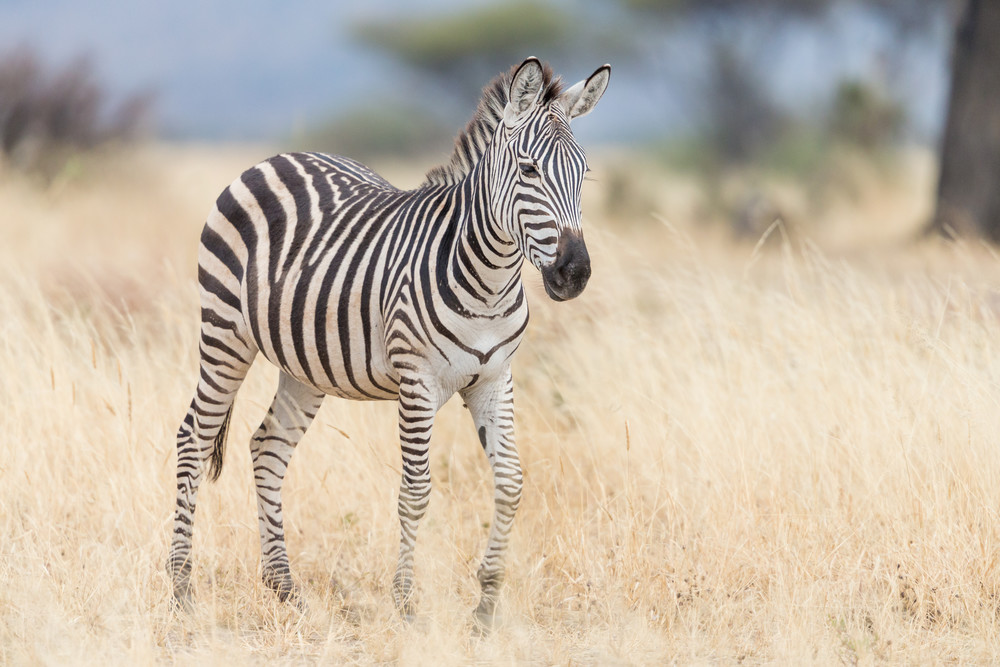 zebra walking grass