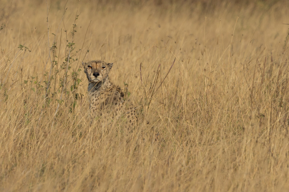 cheetah hunting Tanzania