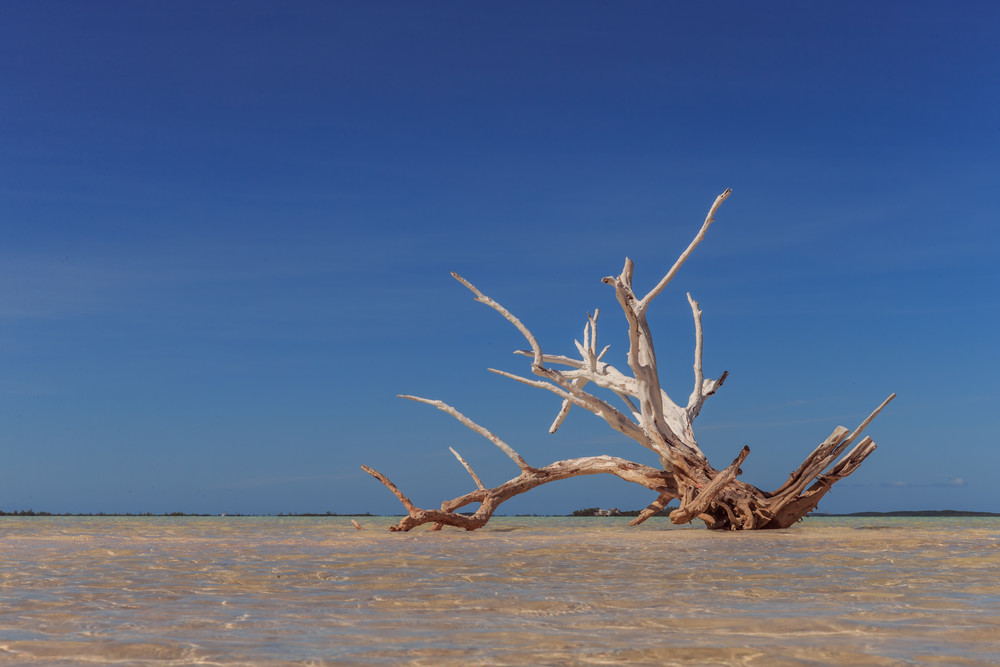 Bahamas beach fallen driftwood