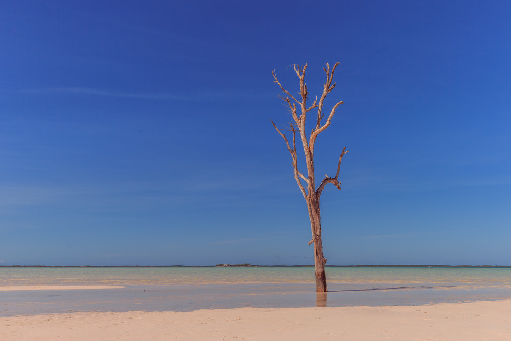 Lone tree in Harbour Island, Bahamas