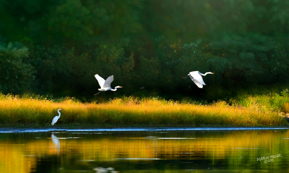 Herons On The River Art | lemonstreetstudio