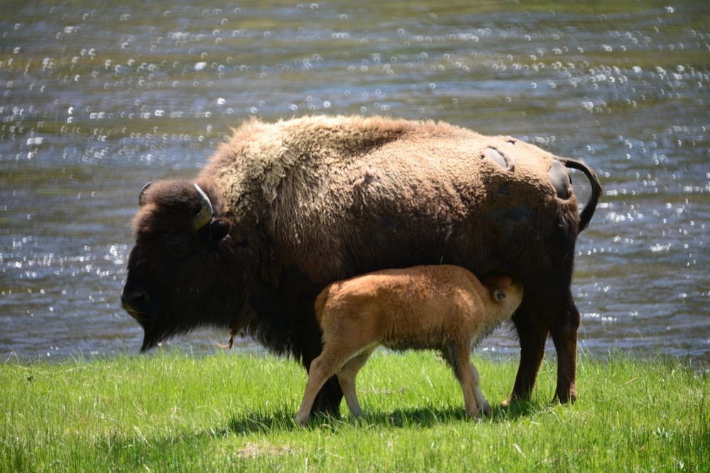 Bison nursing calf in Yellowstone National Park