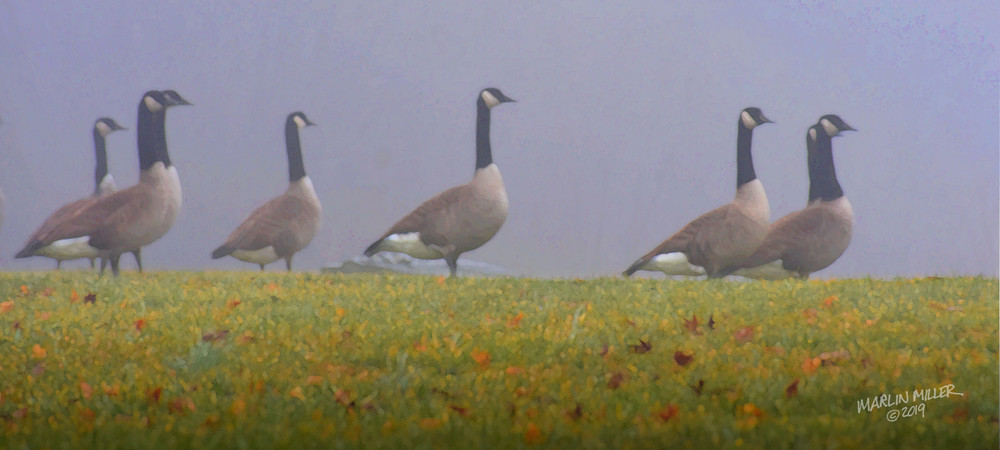 Geese In Fog Art | lemonstreetstudio