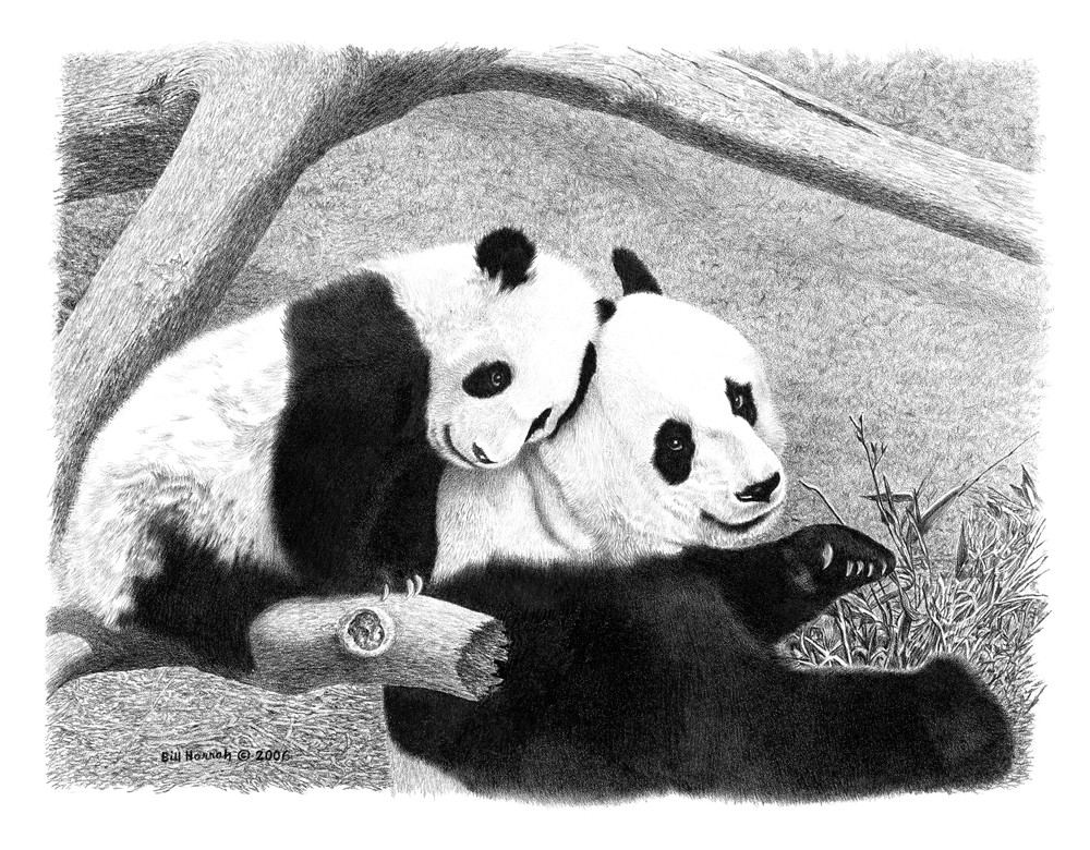 Bill Harrah drawing of Panda Tai Shan and mother Mei Xiang
