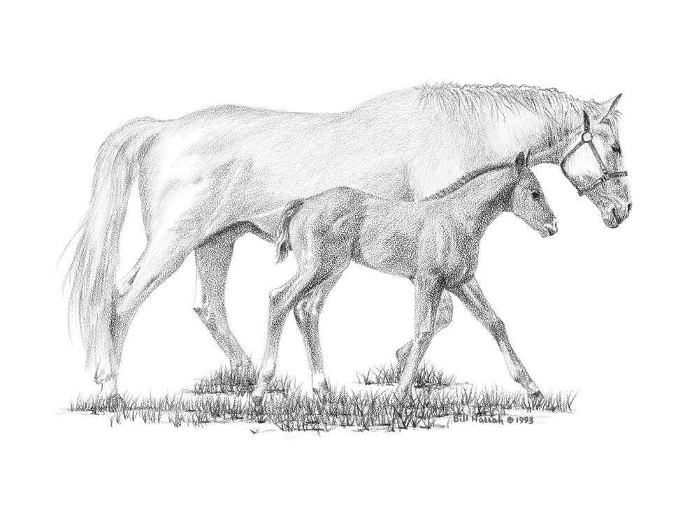 Bill Harrah drawing of a beautiful white mare and her foal