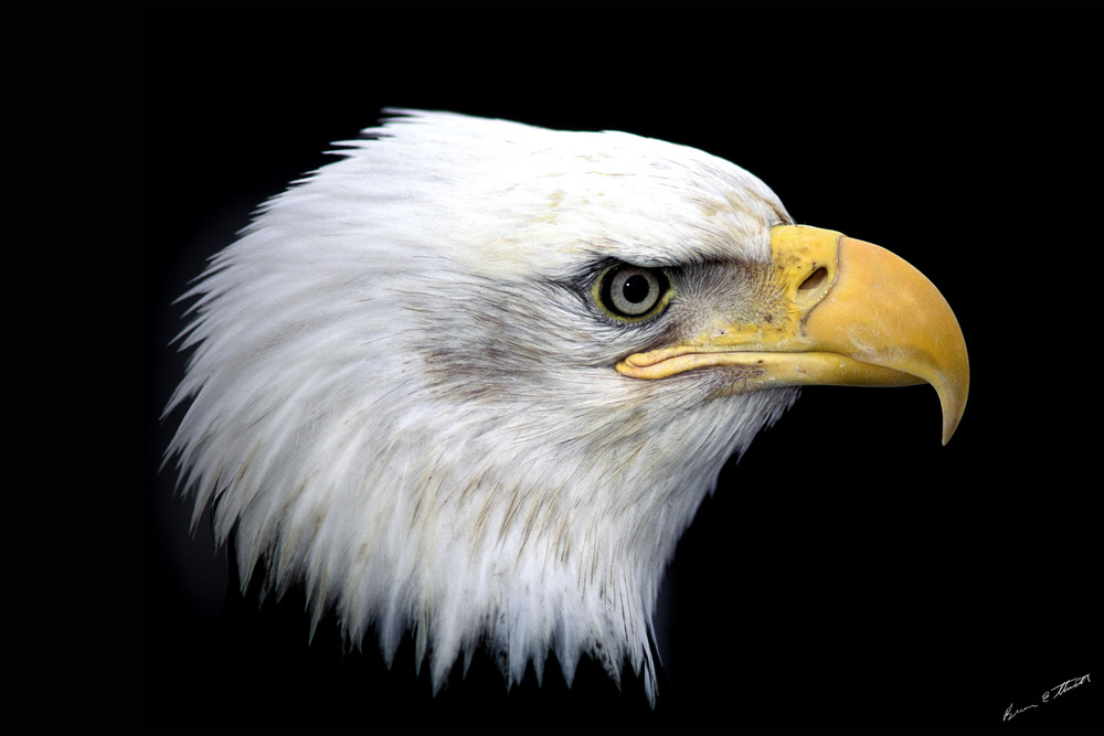 Bald Eagle Portrait Art | Alaska Wild Bear Photography
