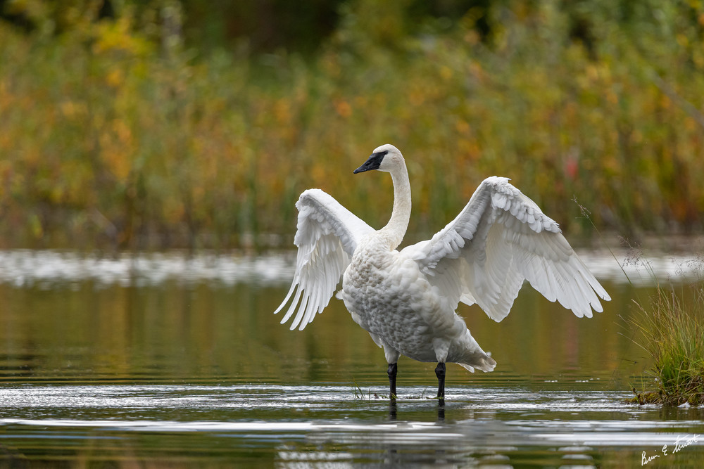 Wings Of A Swan   2022 Art | Alaska Wild Bear Photography