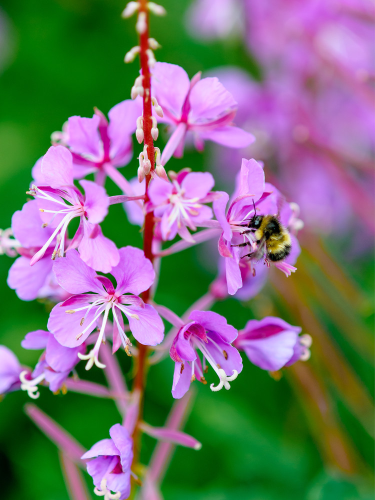 Bee In The Flower  The Pollinator Art | Alaska Wild Bear Photography