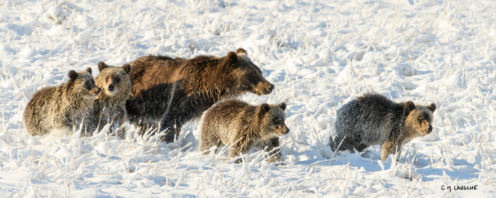 First Snow Grizzly Quads