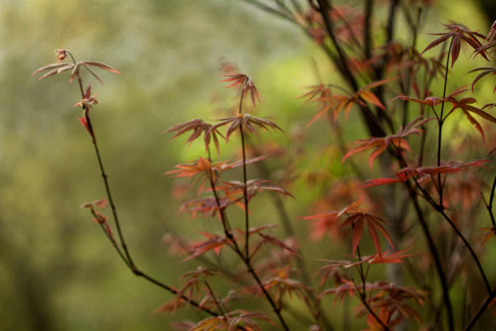 Maple Glory  Photography Art | Carol's Little World
