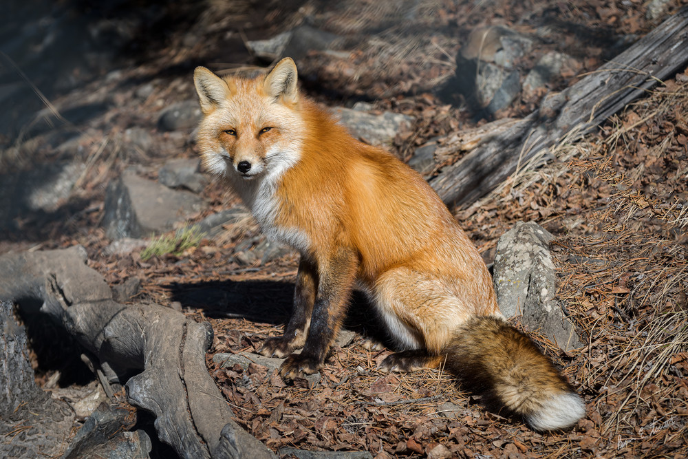 Red Fox Morning Art | Alaska Wild Bear Photography