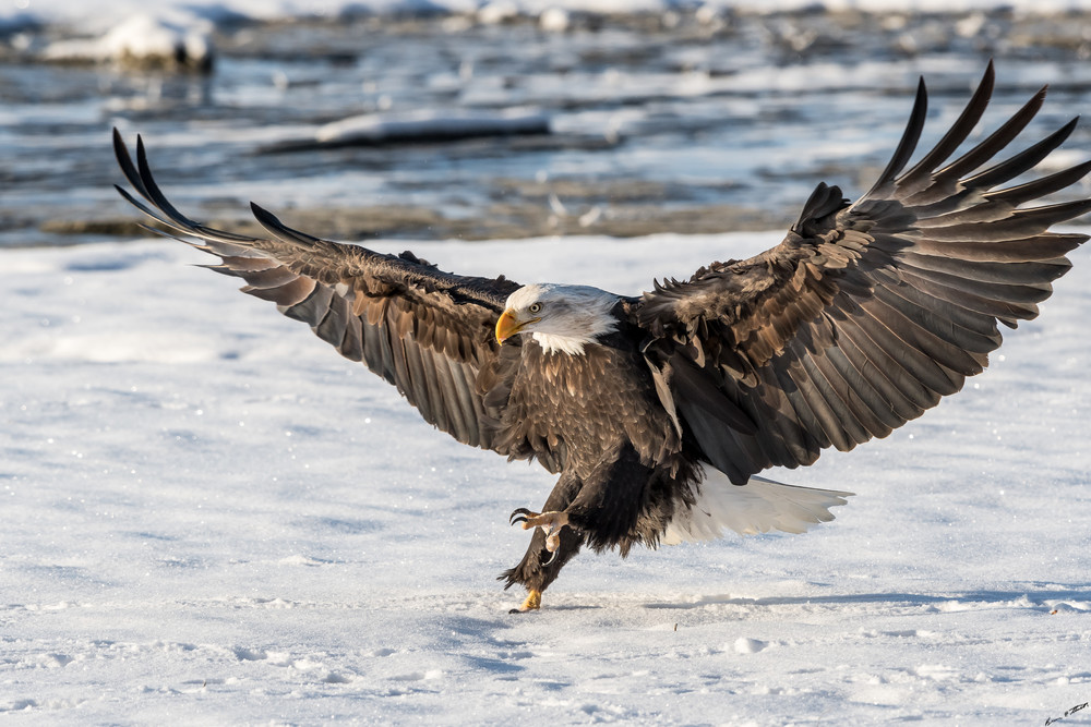 On The Wings Of An Eagle Art | Alaska Wild Bear Photography