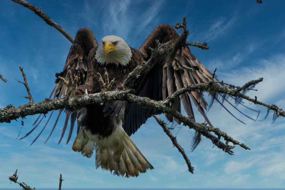 Alaskan Bald Eagle Landing Art | Keith Taylor Photography