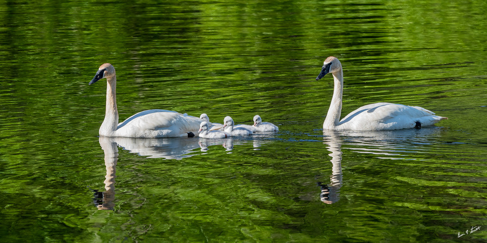 Swan Family On Pond Art | Alaska Wild Bear Photography