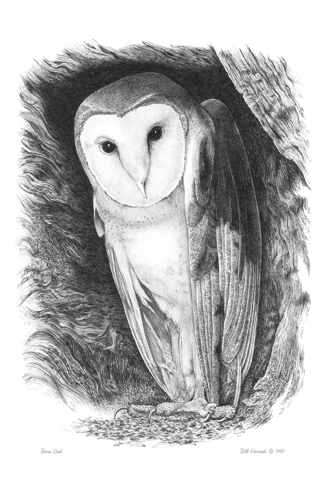 Barn Owl drawing by Bill Harrah, Wolf Run Studio