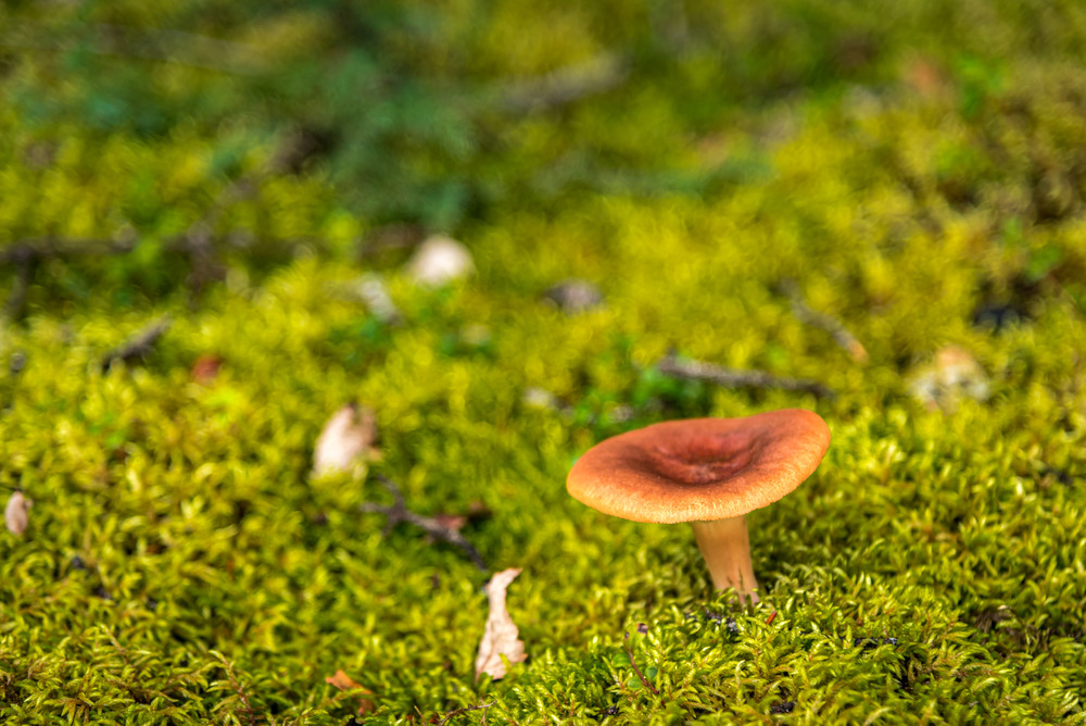 Mushroom Moss Photography Art | Gingerich PhotoArt