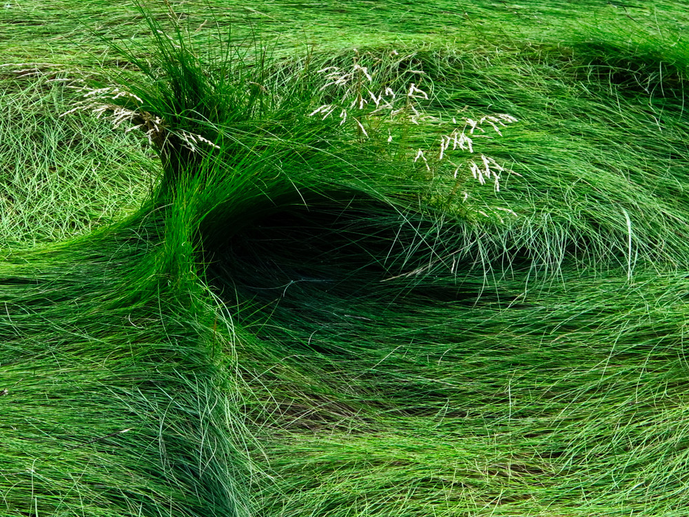 Grass Swatch  Photography Art | Roger Merchant, Place-based Photographer