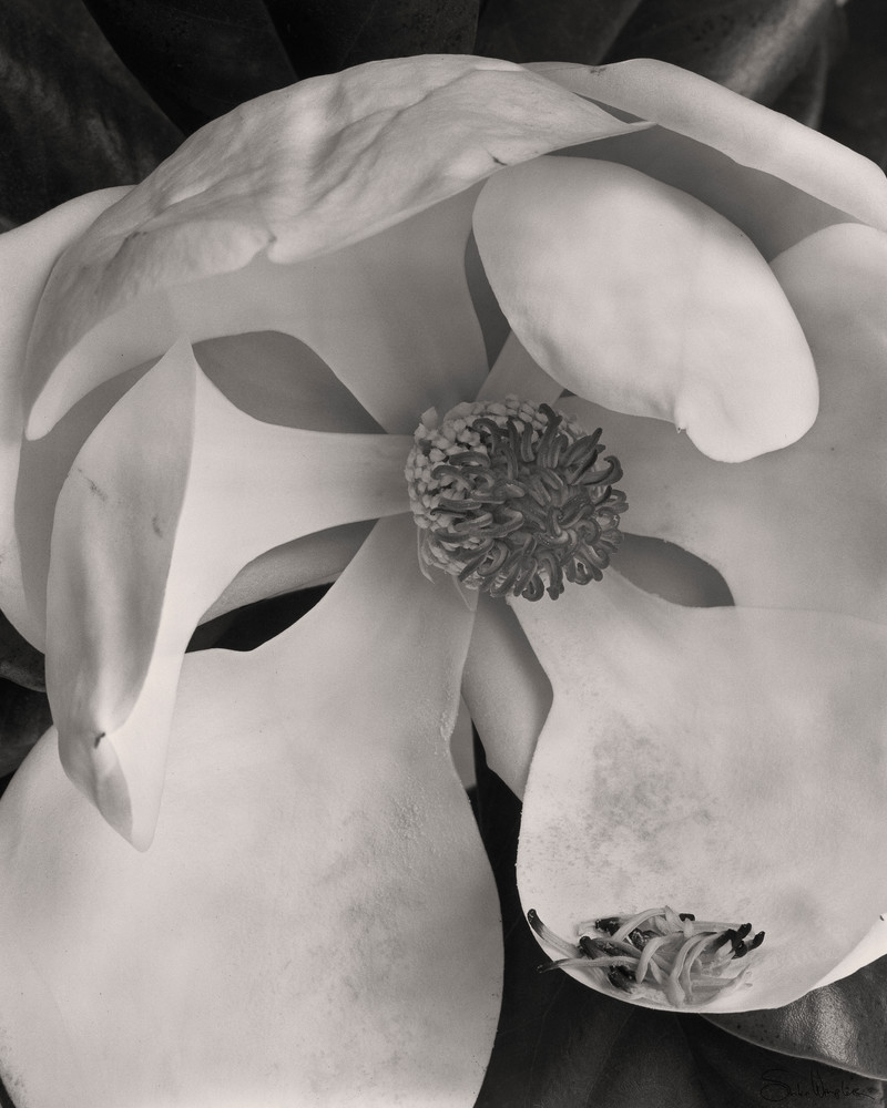 Magnolia No 3 Art | Sondra Wampler | fine art