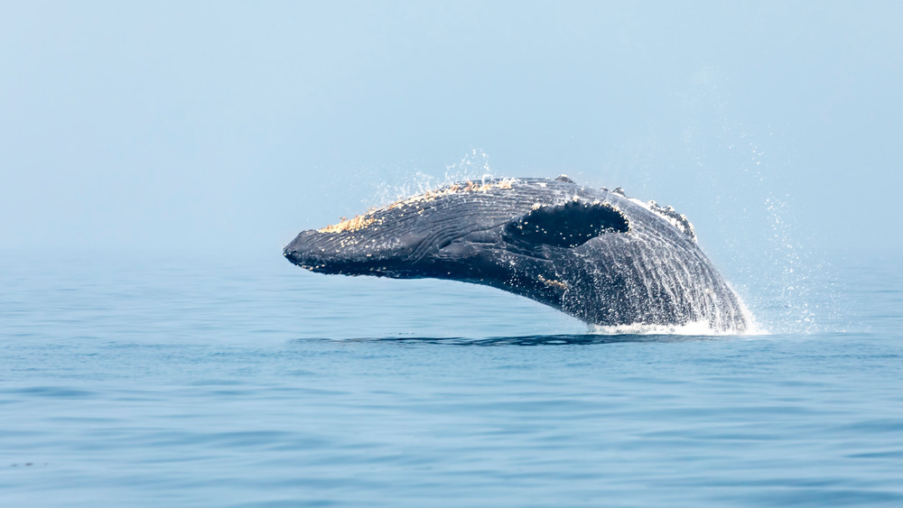 Humpback Whale No  5 | Terrill Bodner Photographic Art