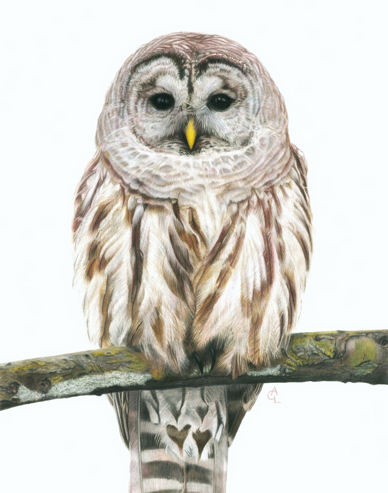 Barred Owl 8x10 / original acrylic painting
