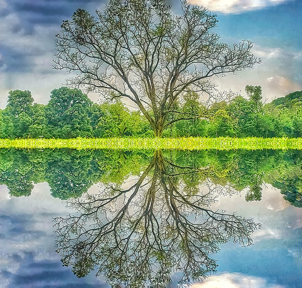 "Reflecting On Trees" Photography Art | Inspired Imagez 