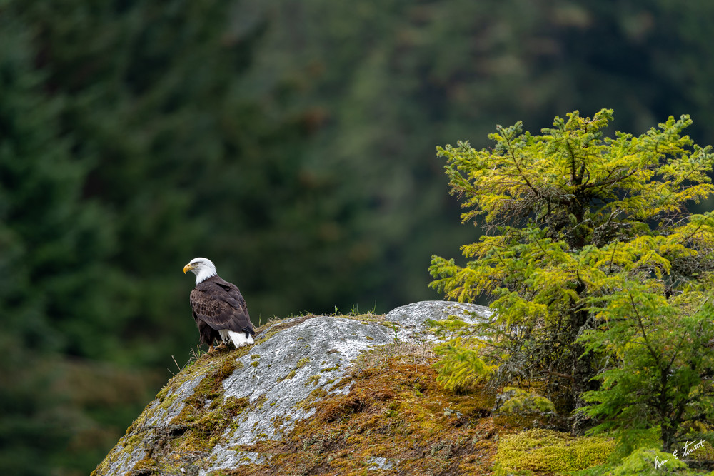 Eagle Lookout On The Chilkoot Art | Alaska Wild Bear Photography