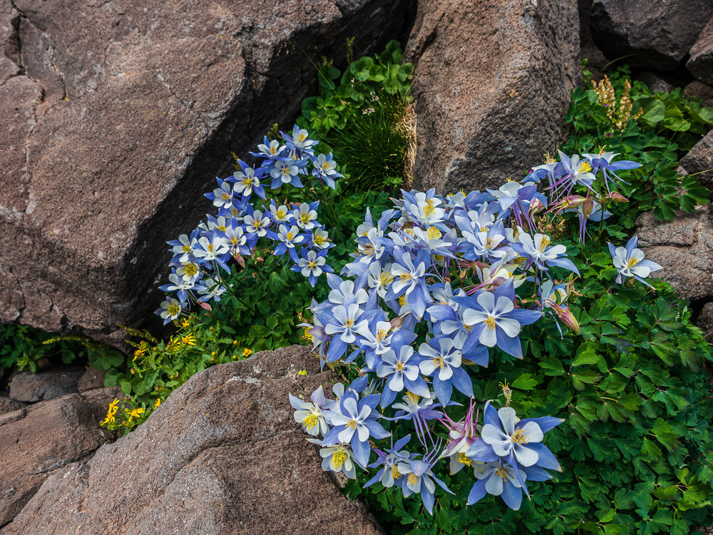 Hide Among The Rocks Photography Art | Majestic Mountain Photos