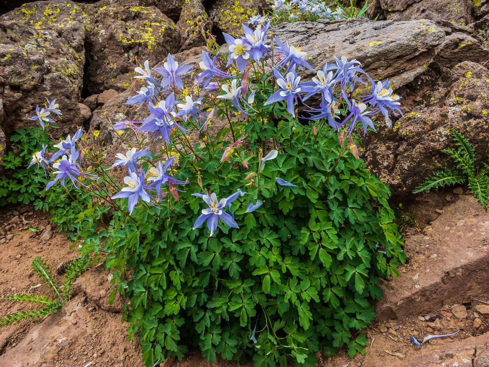 Flat Tops Columbine Photography Art | Majestic Mountain Photos