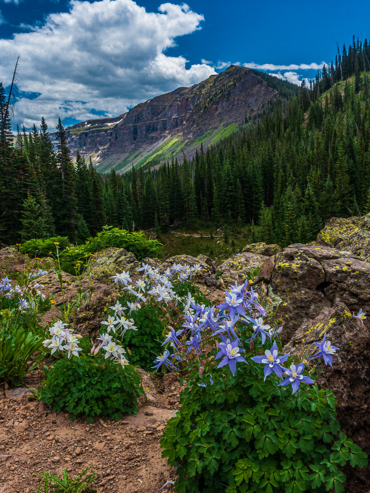 Trailside Bouquets Photography Art | Majestic Mountain Photos